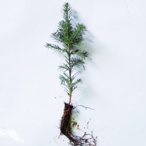 Balsam Fir Transplant Plug+1 8/14" - Sold out