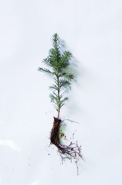 Balsam Fir Transplant Plug+1 8/14" - Sold out