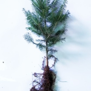 Balsam Fir Transplant P+2 10/16" - Sold out