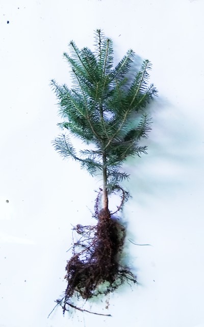 Balsam Fir Transplant P+2 10/16" - Sold out
