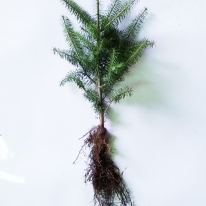 Canaan Fir Transplant P+2 8/14" - Sold out