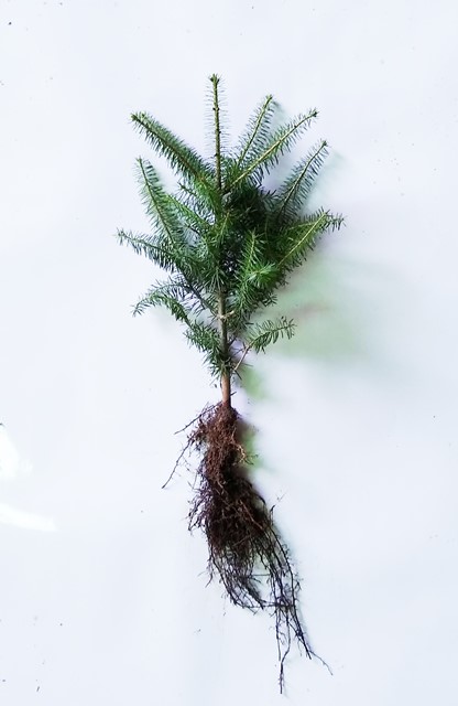 Canaan Fir Transplant Plug+2 12/18" - Sold out