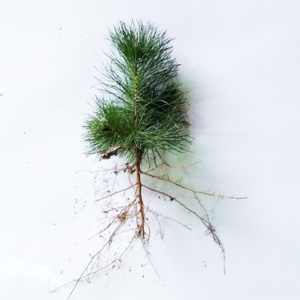 Scotch Pine Seedling - East Anglia 2-0 8/14" - Sold out