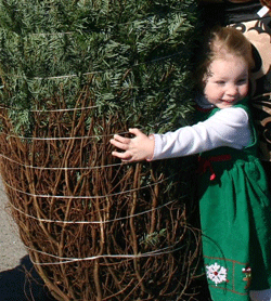 Trees for Troops - Donate a Tree!