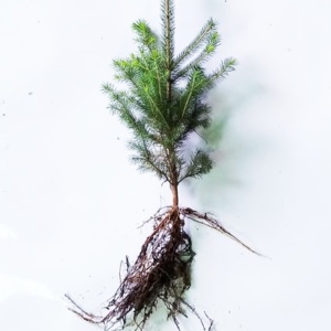 Norway Spruce Transplant 2-1 12/18" - Sold out