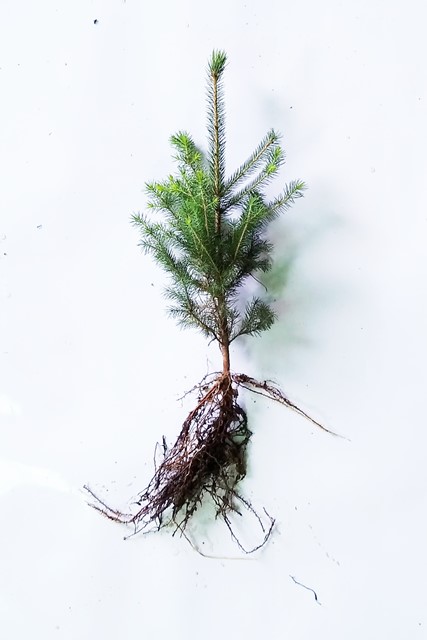 Norway Spruce Transplant 2-1 12/18" - Sold out