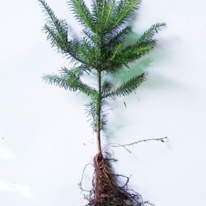 Canaan Fir Transplant Plug+2 10/16" - Sold out