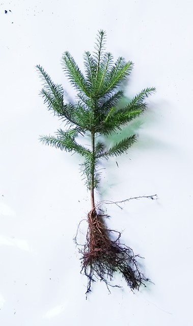 Canaan Fir Transplant Plug+2 10/16" - Sold out