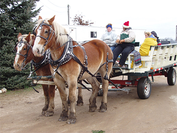 Horse Drawn Wagon