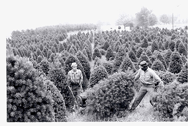 Old Harvest Pic