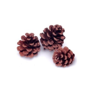 Cones, Red Pine , box of 1000