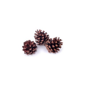 Cones, Scotch Pine, box of 100