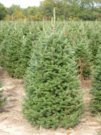 balsam firs