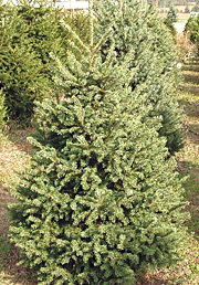 black hills spruce