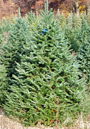 canaan fir