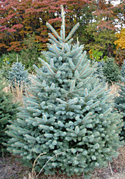 colorado blue spruce