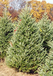 frasier firs