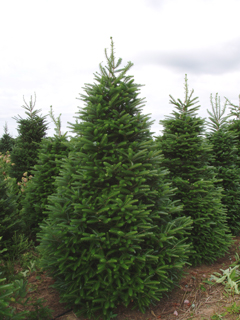 korean fir