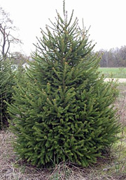 norway spruce