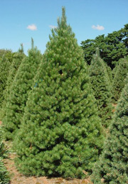 scotch pine