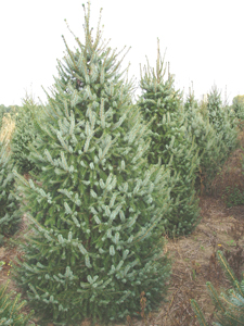 serbian spruce