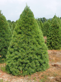 white pine