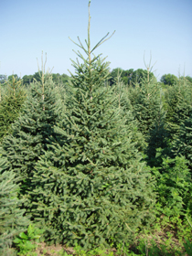 white spruce