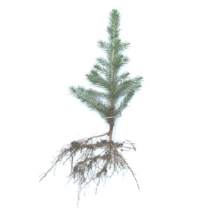 SPRUCE SEEDLINGS & TRANSPLANTS - Sold out Spring 2026