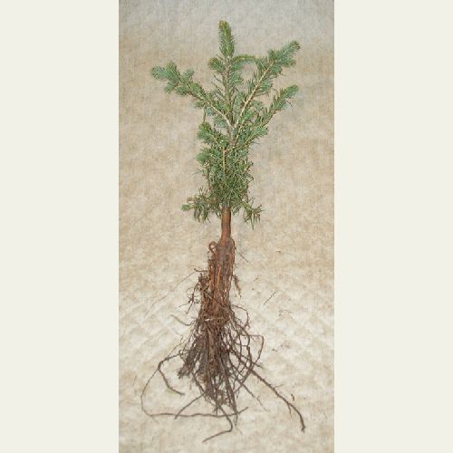 Concolor Fir Transplant Plug+1 12/18"