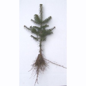 FIR SEEDLINGS & TRANSPLANTS - Call for current availability 269-628-4308