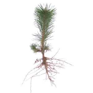 PINE SEEDLINGS & TRANSPLANTS - Call for current availability 269-628-4308