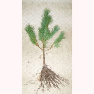Eastern White Pine Transplant 2-2 10/16"