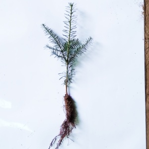 Canaan Fir Transplant Plug+1 10/16" - Sold out