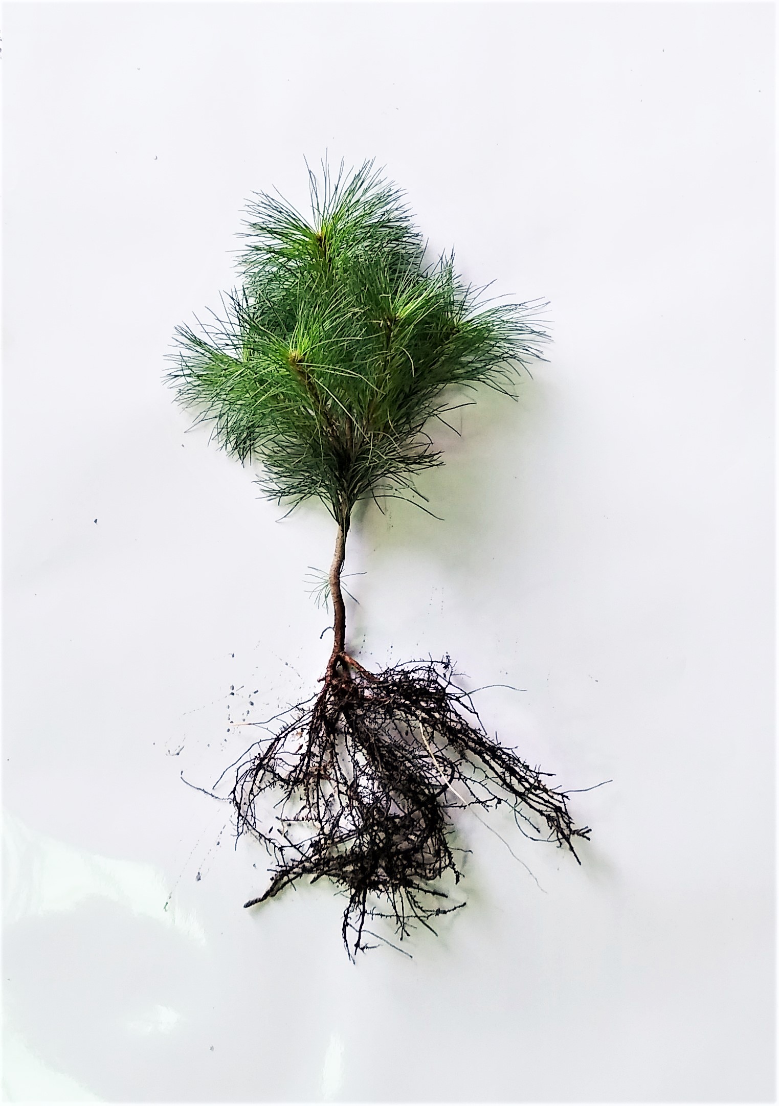 Eastern White Pine Transplant 2-1 8/14"