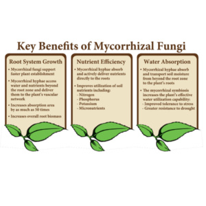 MycoApply Products